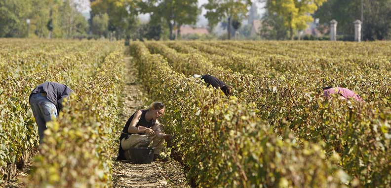 Les vendanges