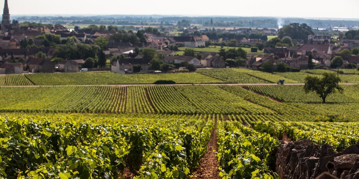 The Winemaking - Chateau de Meursault