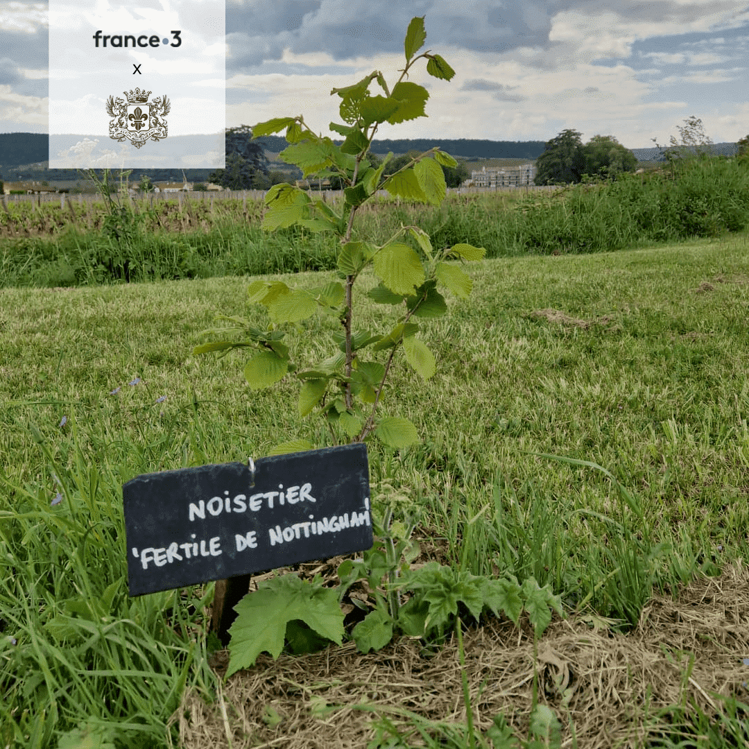 Un noisetier planté au Château de Meursault